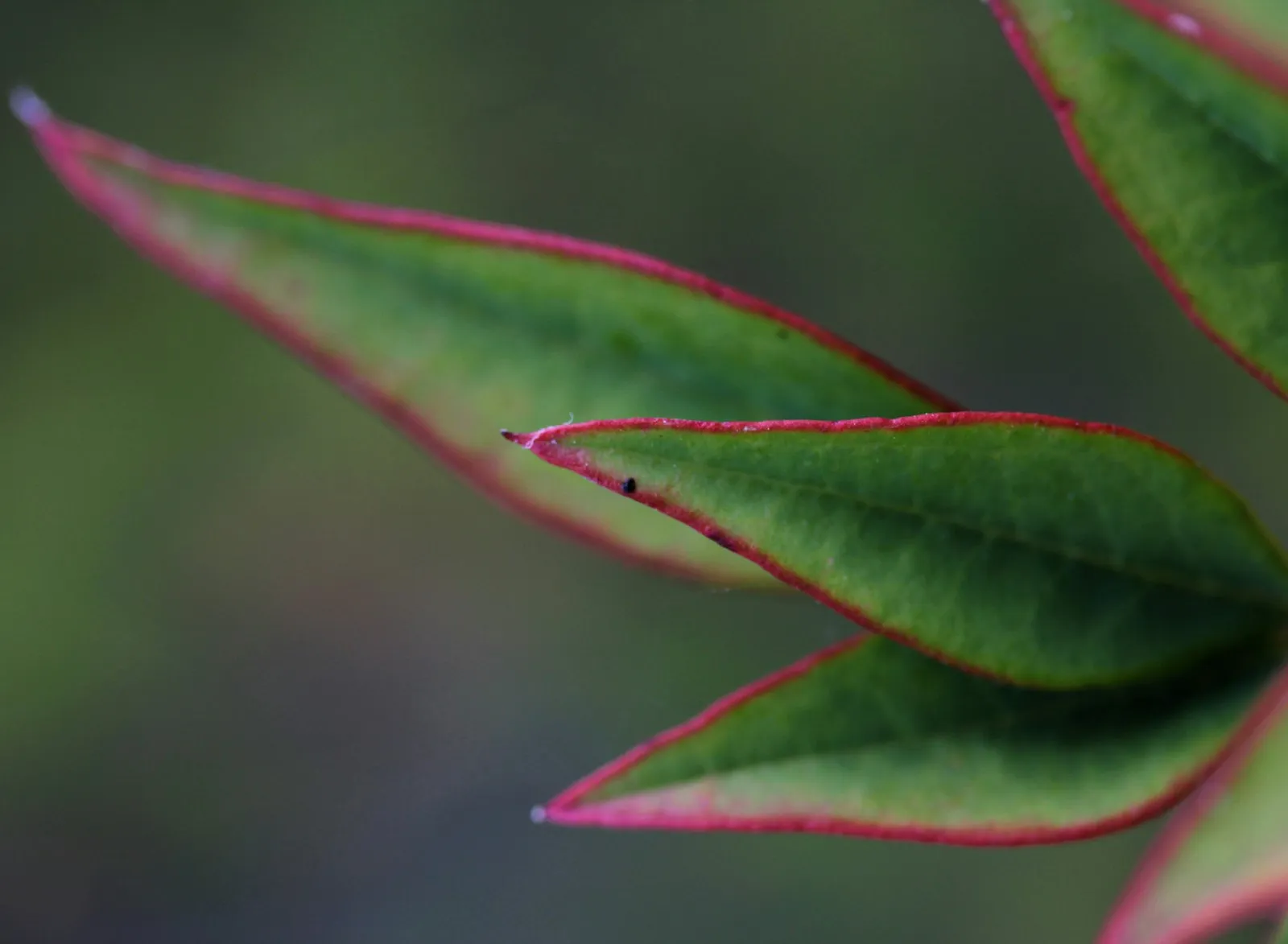 Close-up van groene bladeren met roodgerande punten