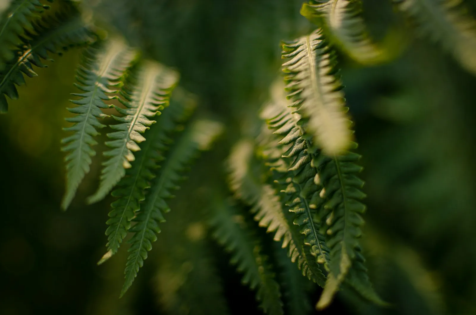 Close-up van varenbladen in warm avondlicht