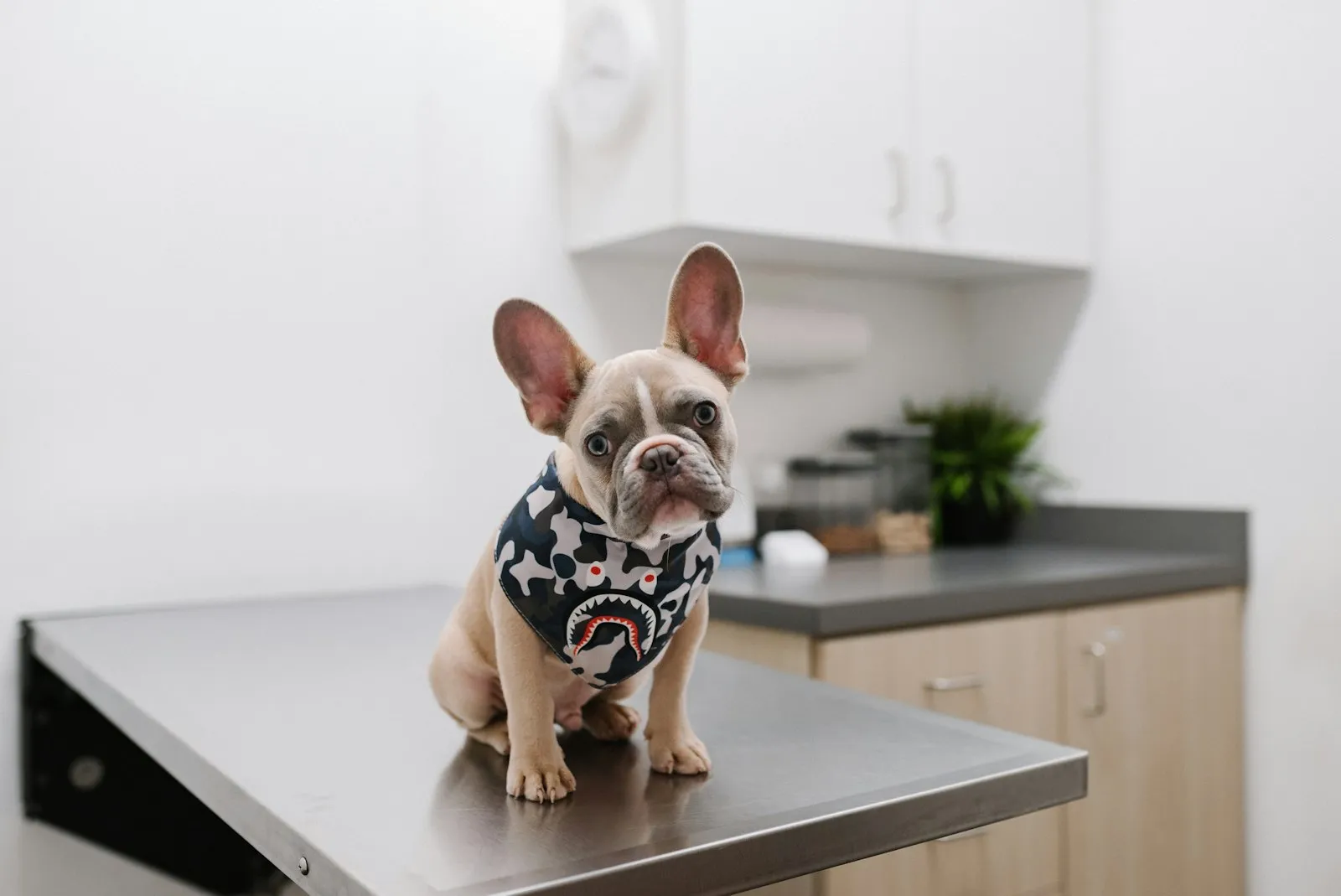 Franse bulldog-pup met grote oren zit braaf op de onderzoekstafel en kijkt recht in de camera
