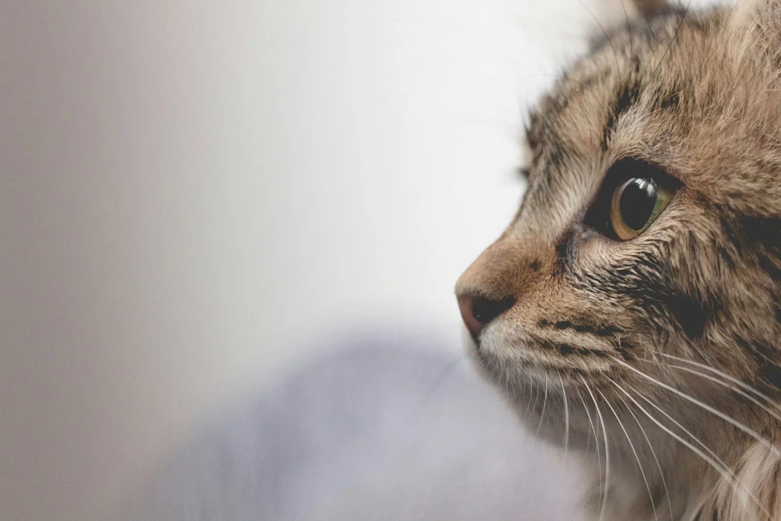 Close-up van een cyperse kat in profiel tegen een lichte achtergrond
