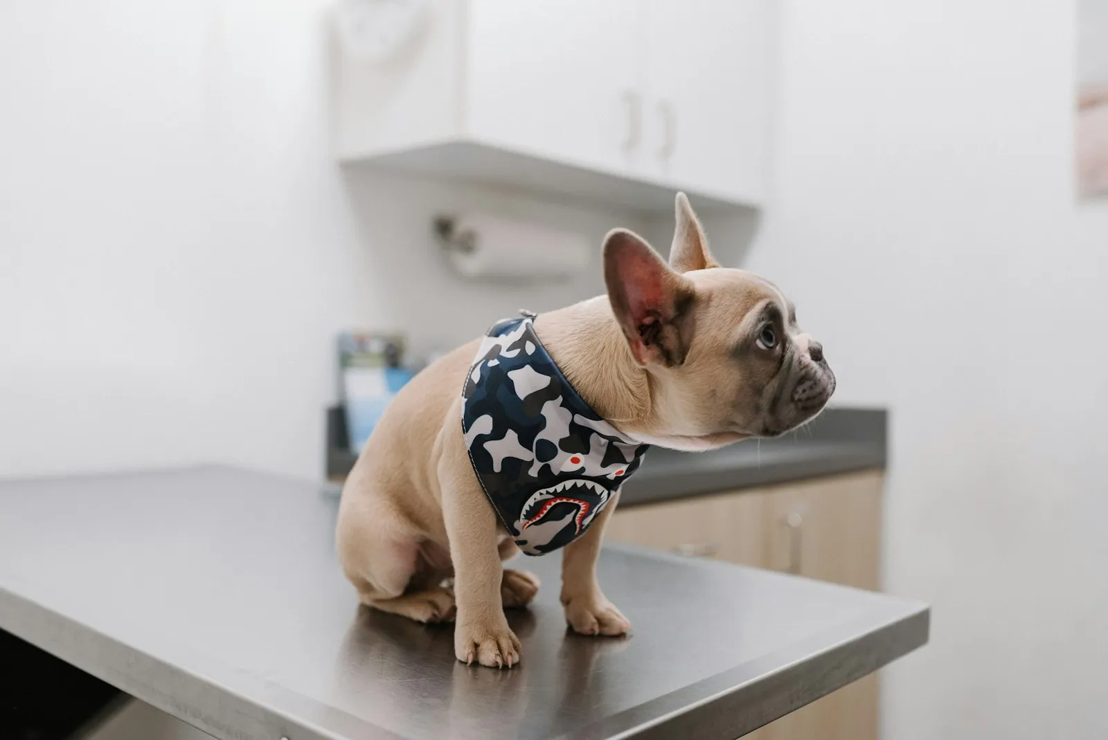 Franse bulldog-pup zit rustig op de onderzoekstafel en kijkt nieuwsgierig omhoog in een lichte onderzoekskamer