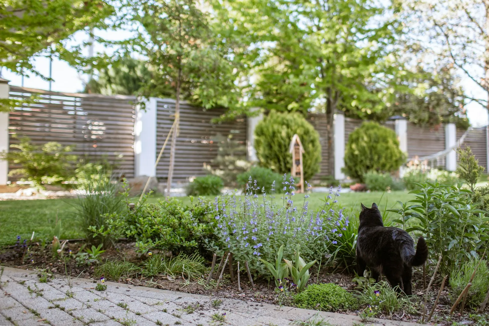 Vasteplantenborder met salie en siergrassen langs een gazon, met een zwarte kat tussen de planten