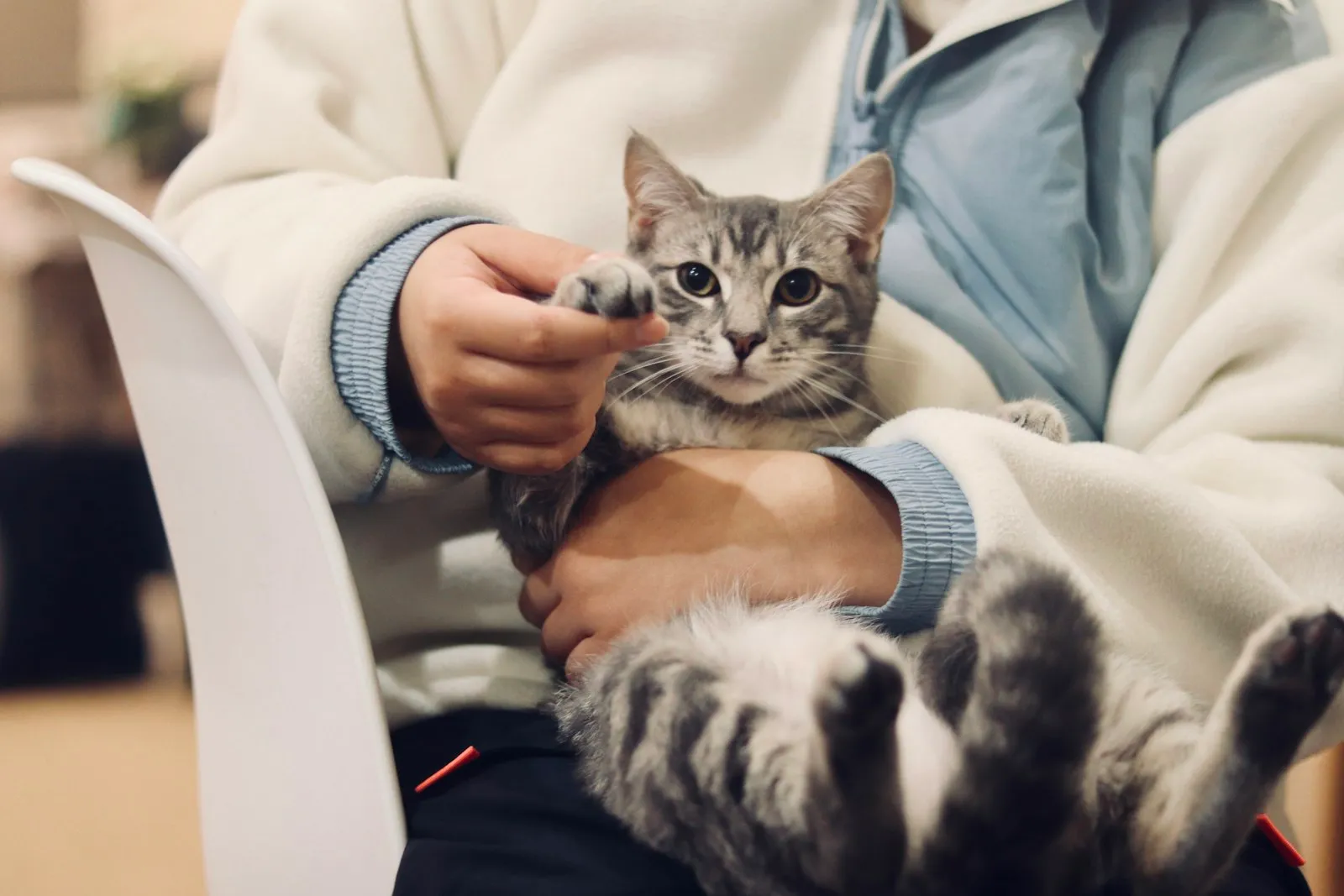 Kat wordt geruststellend op schoot gehouden door zijn baasje in de wachtkamer