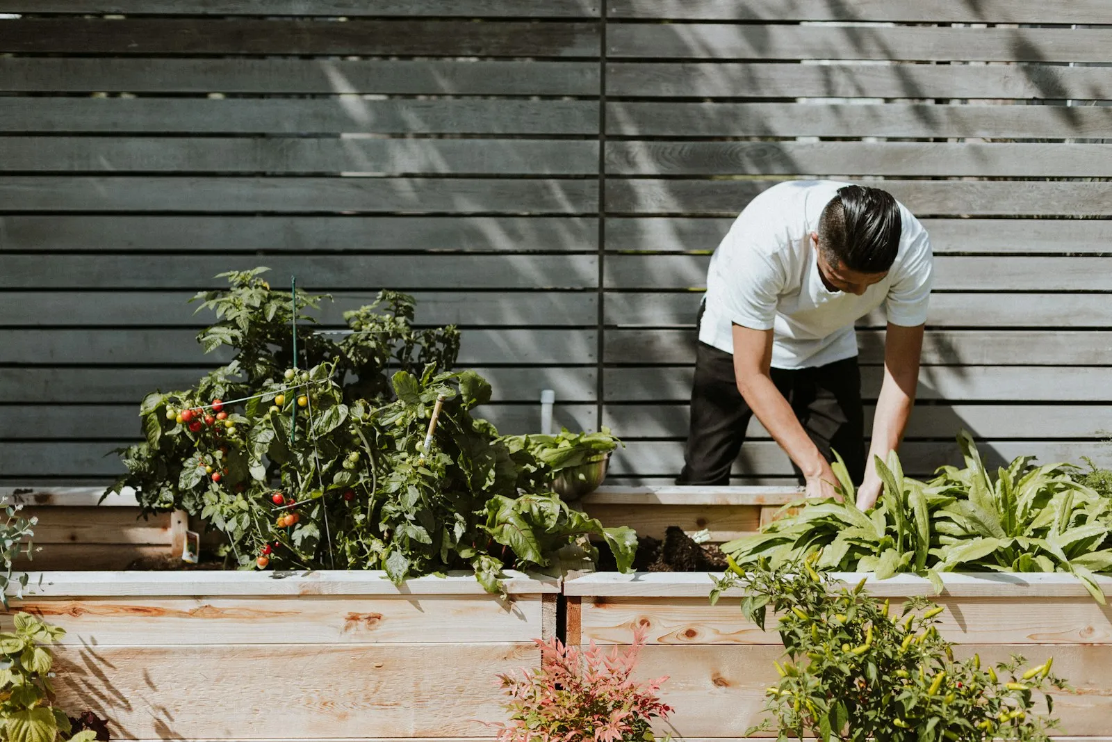 Hovenier werkt aan houten moestuinbakken op maat tegen een grijze schuttingwand